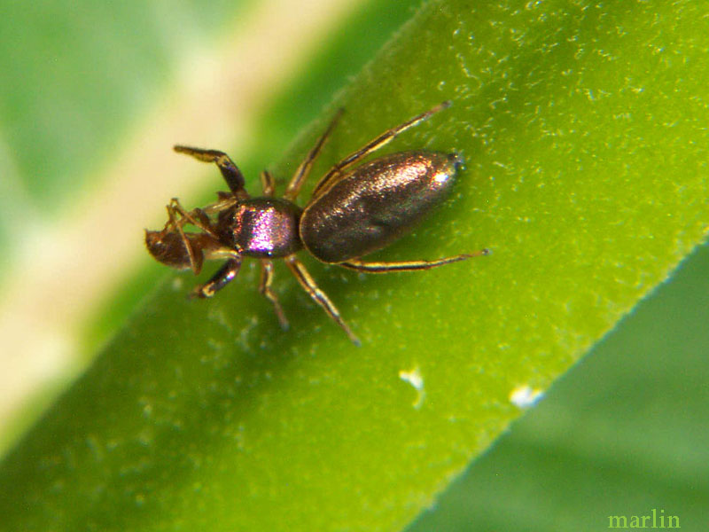 Jumping Spider - Tutelina sp. 