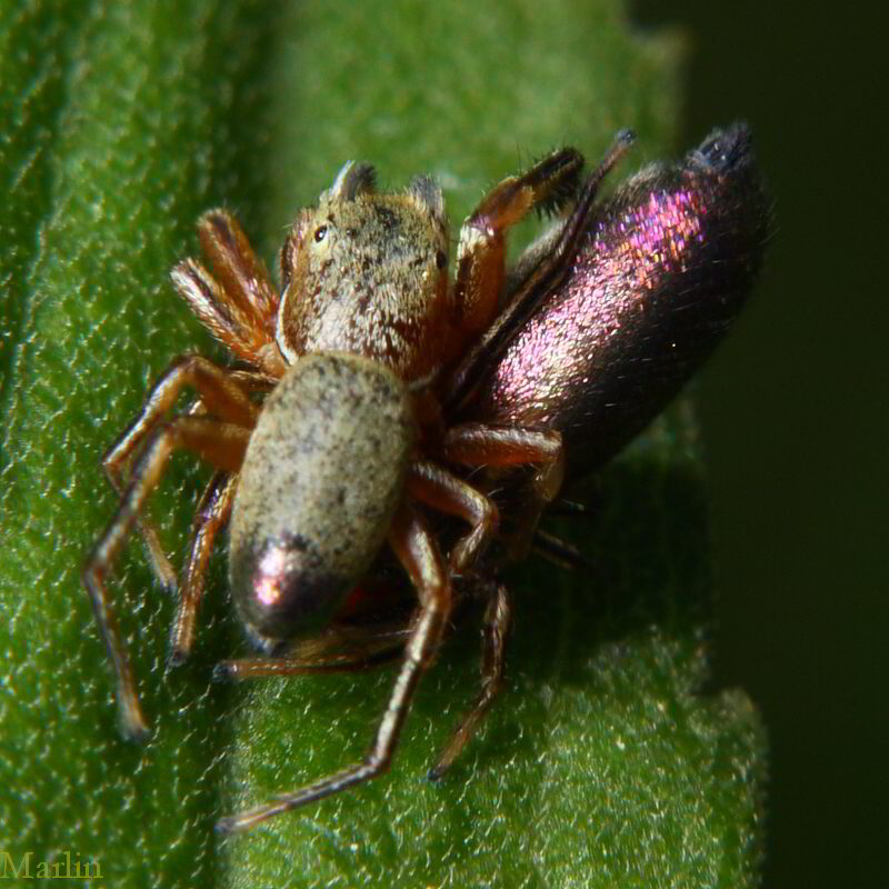Tutelina elegans mating