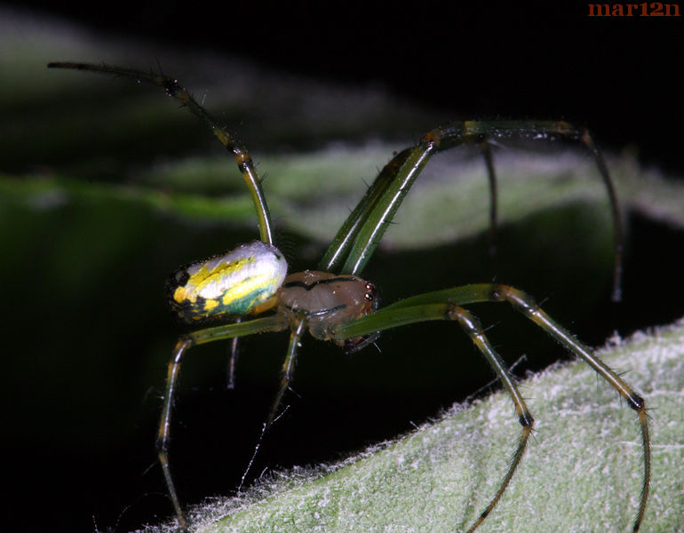 Venusta Orchard Spider