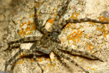 wolf_spider_08_small_small.jpg