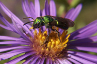 Halictid Bees