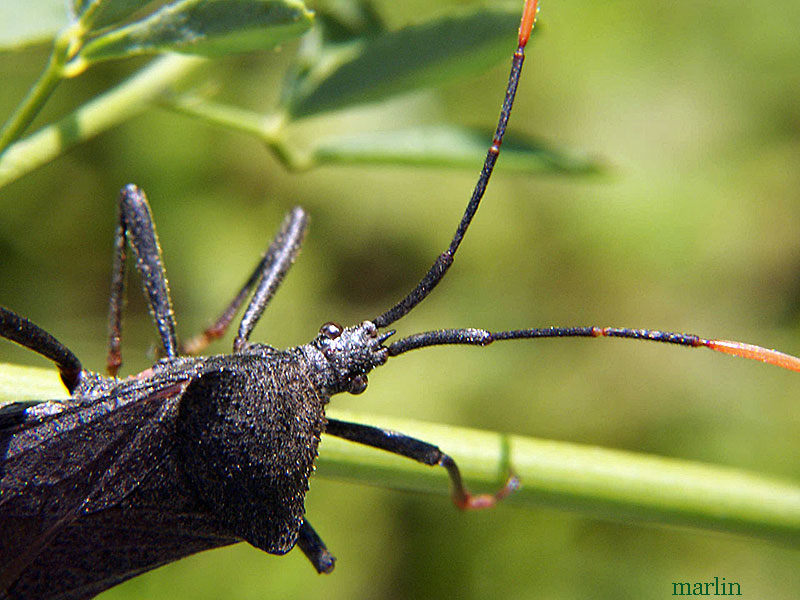 Leaf-Footed Bug - Acanthocephala terminalis