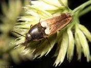Click Beetle