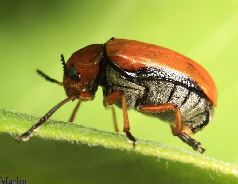 Clay-Colored Leaf Beetle
