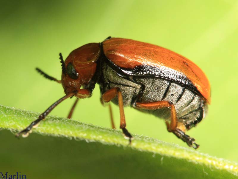 Clay-colored Leaf Beetle