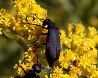 Black Blister Beetle