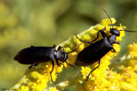 Black Blister Beetle