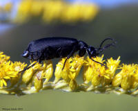 Black Blister Beetle