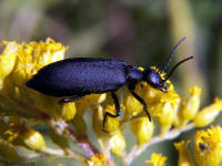 Black Blister Beetle