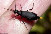 Black Blister Beetle