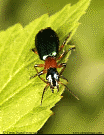 Ground Beetle - Calleida punctata