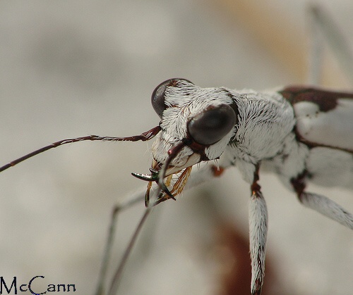 Tiger Beetle - Cicindela hirtilabris
