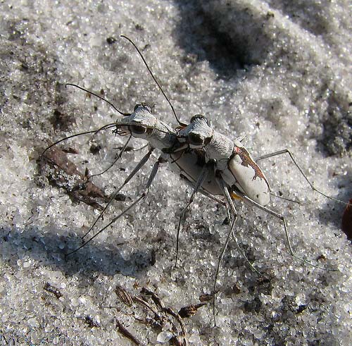 Tiger Beetle - Cicindela hirtilabris