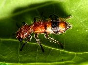 Clerid Beetle, Enoclerus rosmarus