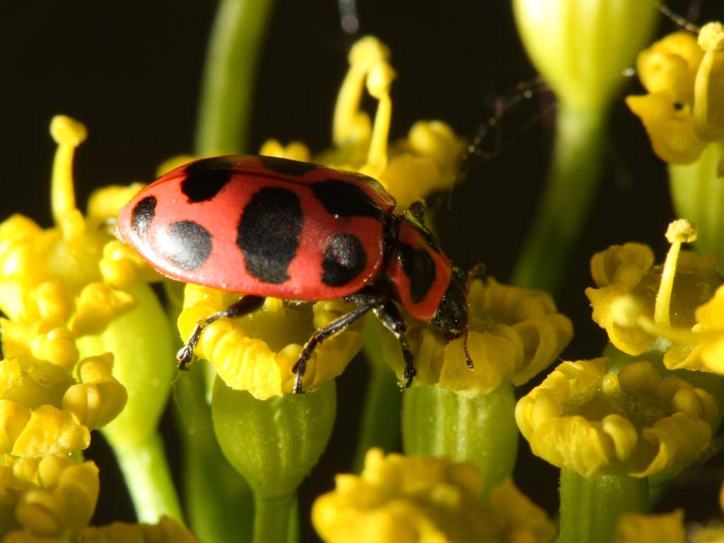 This late-May ladybug was extremely frenetic
