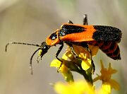 Colorado Soldier Beetle