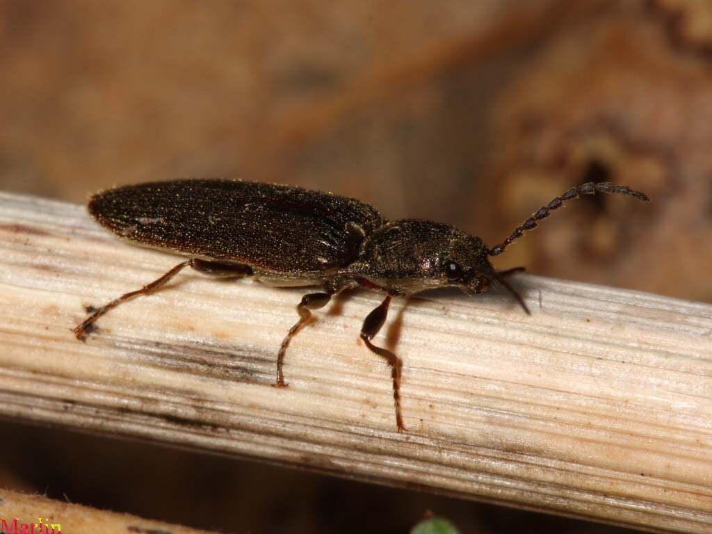 Click Beetle - Ctenicera cylindriformis