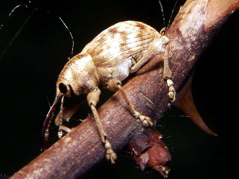 Acorn Weevil - Curculio sp.