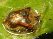 Deloyala guttata - Mottled Tortoise Beetle