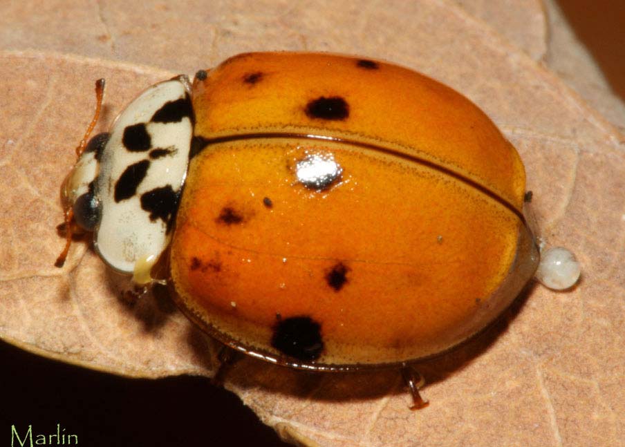 Harmonia axyridis