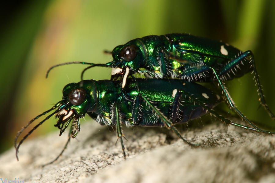 Green Tiger Beetle - Cicindela sexguttata