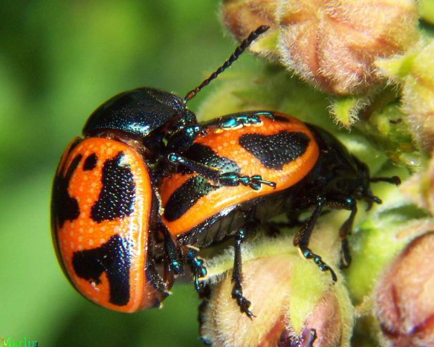 Milkweed Leaf Beetle