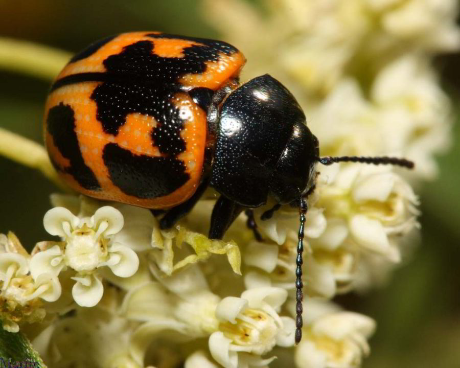 Milkweed Leaf Beetle