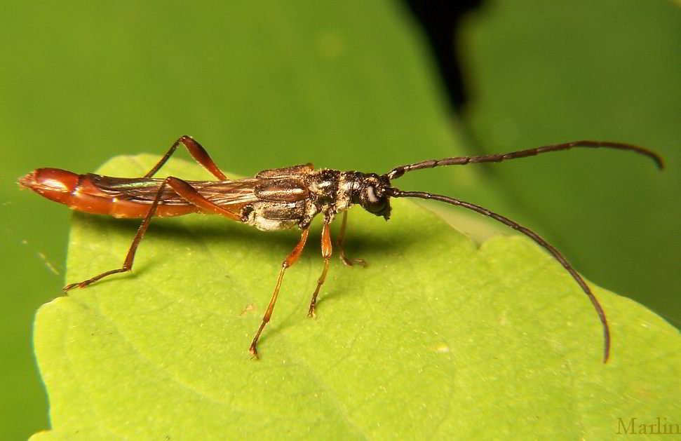 Longhorn Beetle - Necydalis melita