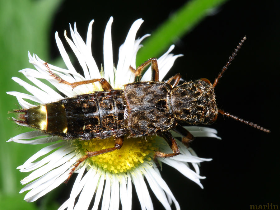 Rove Beetle Dorsal View
