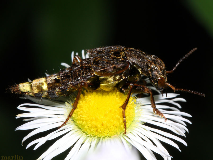Gold and Brown Rove Beetle lateral view