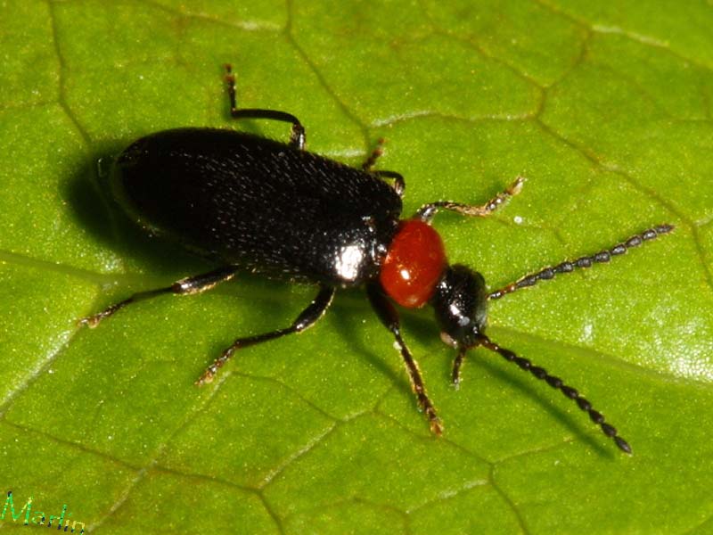Fire-colored Beetle - Pedilus lugubris