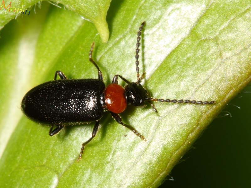 Fire-colored Beetle - Pedilus lugubris
