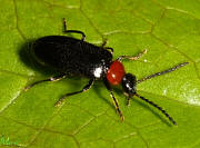 Fire-colored Beetle