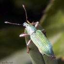Green Immigrant Leaf Weevil - Polydrusus sericeus