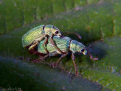 Green Immigrant Leaf Weevil - Polydrusus sericeus