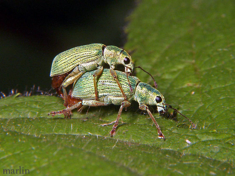 Green Immigrant Leaf Weevil - Polydrusus sericeus