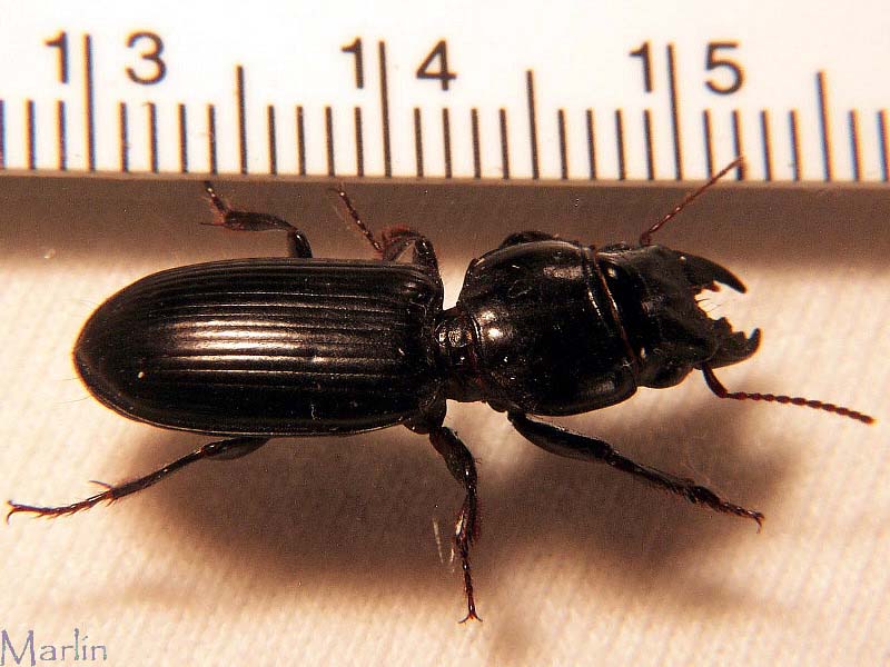 Ground Beetle - Scarites sp.