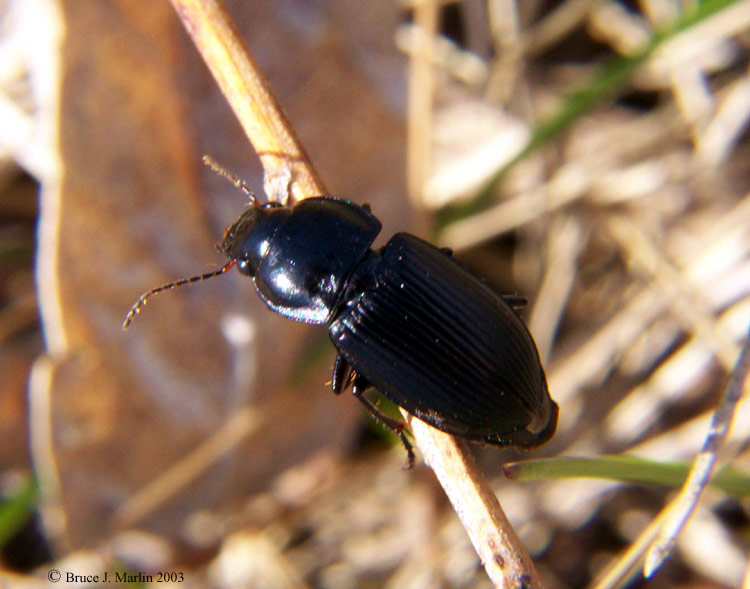 Ground Beetles - Spongopus sp.