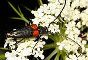 Flower Longhorn Beetle - Stictoleptura canadensis