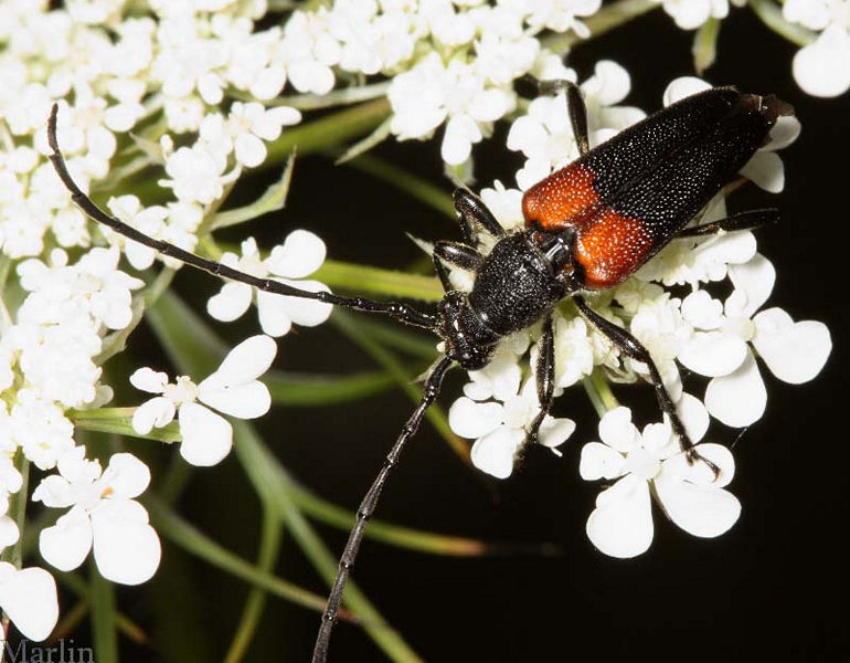 Flower Longhorn Beetle