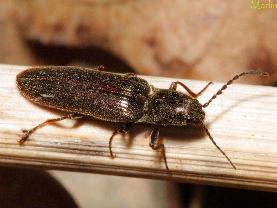 Click Beetle - Sylvanelater&nbsp;cylindriformis