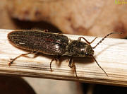 Click Beetle
