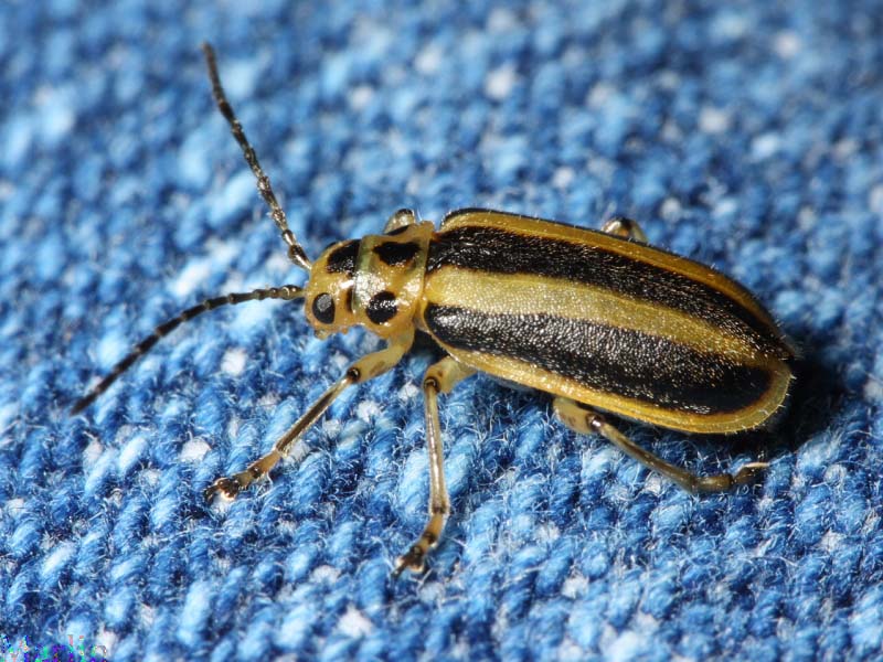 Leaf Beetle
