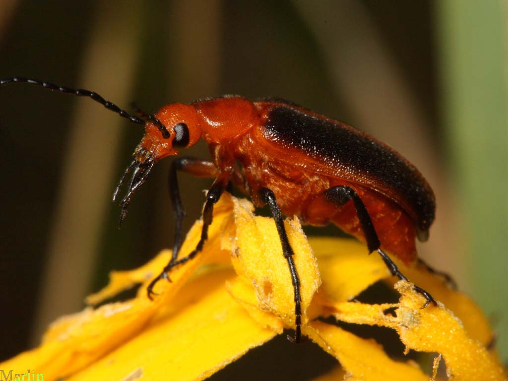 Orange Blister Beetle - Zonitis vittigera