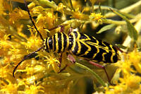 Megacyllene robiniae