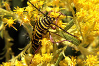 Megacyllene robiniae
