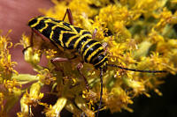 Megacyllene robiniae