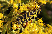 Megacyllene robiniae