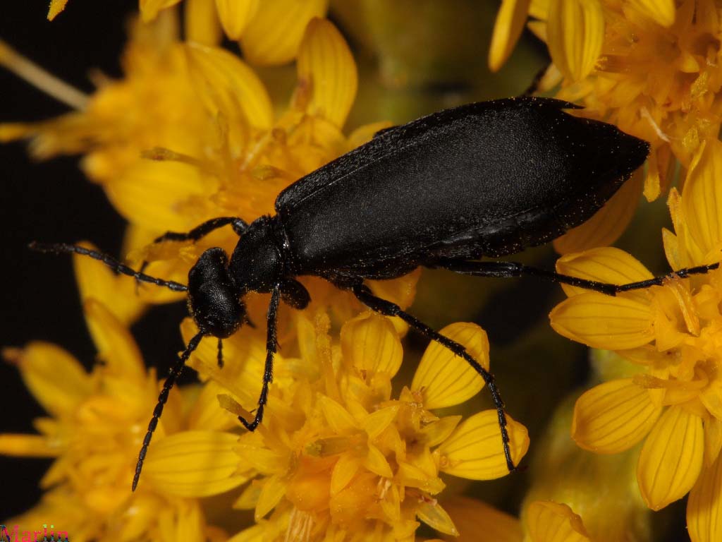 Black Blister Beetle