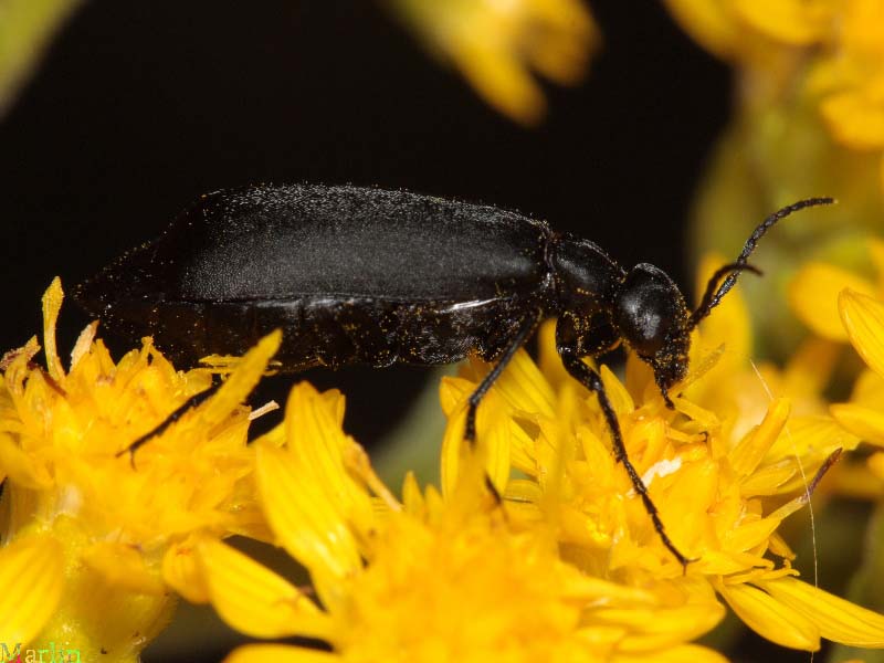 Black Blister Beetle